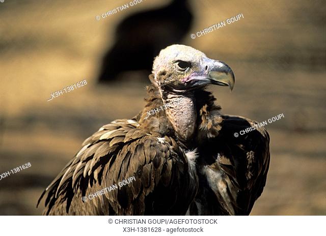 vulture, Hai-Bar Yotvata Reserve, Arava Valley, Negev, Israel, Middle East, Western Asia