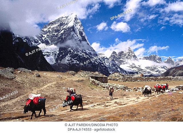 Yaks carrying trekkers luggage at Dusa village , Mount Everest area , Nepal