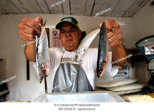 Fishmonger, Pedra de Guaratiba, Sepitiba Bay, Bahia de Sepitiba, Rio de Janeiro, Brazil, South America