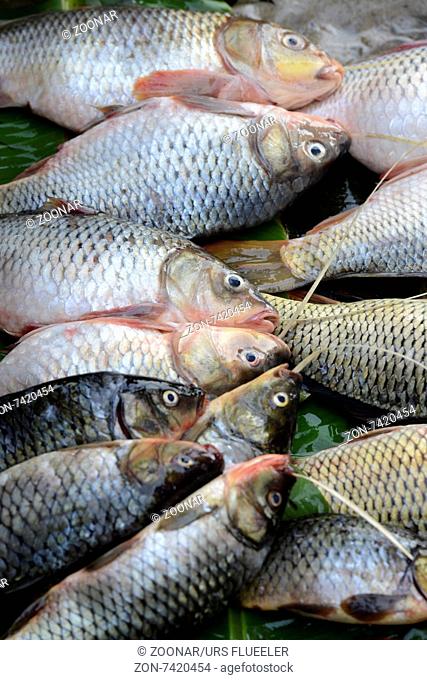 ASIA MYANMAR NYAUNGSHWE FISH MARKET