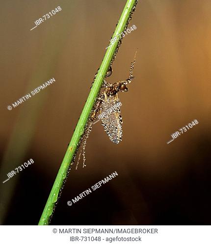 Mayfly or Dayfly ((Ephemeroptera) covered in dew, dewdrops, Germany, Europe