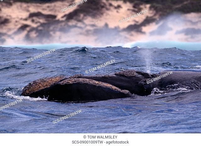 Southern right whale Balaenoptera glacialis australis Head and blow hole showing South Africa