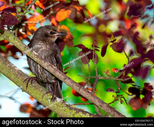 Closeup of a common starling sitting on the branch of a tree