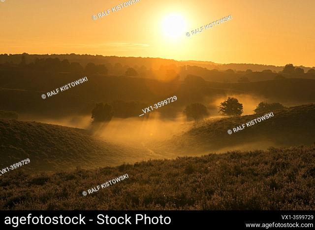 Sunrise above endless hills with blossoming heather with fog banks in the valleys, Veluwe ( Netherlands ), full of atmosphere