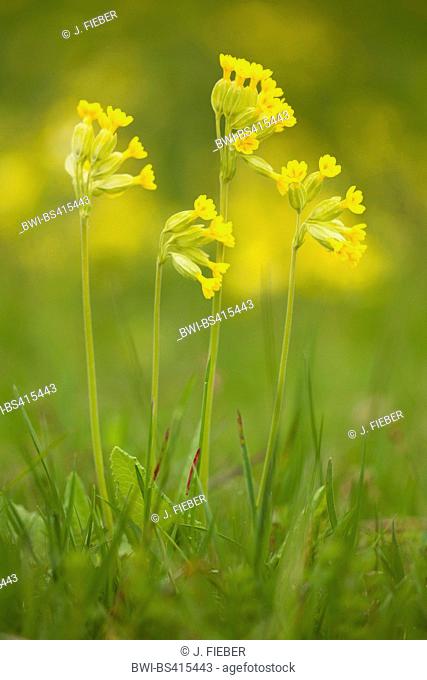 Cowslip, Common cowslip Cowslip primrose (Primula veris, Primula officinalis), blooming, Germany, Hesse