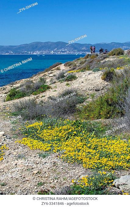 MALLORCA, SPAIN - MARCH 17, 2019: Wild yellow spring flowers, blue Mediterranean sea and group of people on March 17, 2019 in Mallorca, Spain
