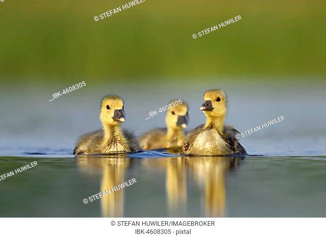 Three small Greylag geese (Anser anser), chicks swimming, Kiskunsag National Park, Hungary