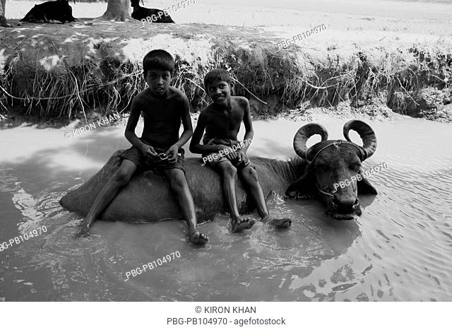 A buffalo taking summer bath in the Moshan canal and two children sitting on its back Kustia, Bangladesh May 2010