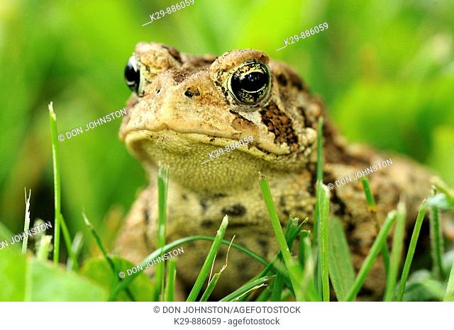 American toad Bufo americanus in lawn setting
