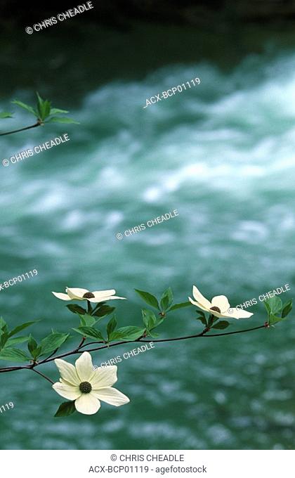 Pacific Dogwood on shores of Cowichan River, Vancouver Island, British Columbia, Canada