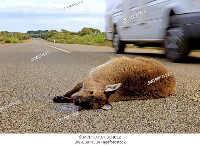 Kangaroo Island kangaroo (Macropus fuliginosus fuliginosus), knocked over dead individuals, Australia, Northern Territory, Kanguru Island
