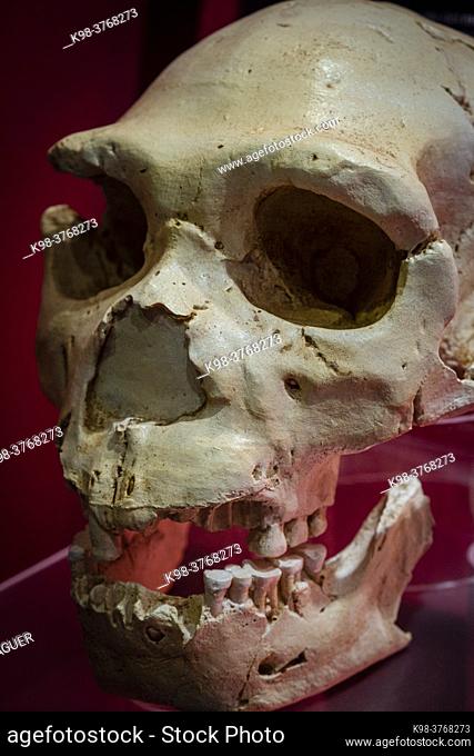 Homo heidelbergensis skull replica, Museo Comarcal de Molina de Aragón, Guadalajara, Spain
