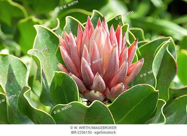 King Protea (Protea cynaroides), native to South Africa, Cape Province, Botanical Garden, Duesseldorf, North Rhine-Westphalia, Germany, Europe