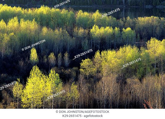 Ridges of aspen trees with early spring foliage , Greater Sudbury, Ontario, Canada