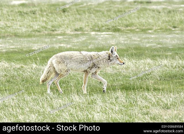 A lone coyote walks in a grassy field in central Yellowstone national park