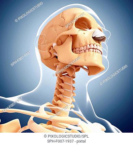 Human skeleton, computer artwork