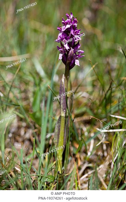 Flecked Marsh-orchid, Leopard Orchid Dactylorhiza cruenta - Parc Naturel RÃ„gional du Queyras, Saint-VÃ„ran, Alps, Hautes-Alpes, Provence-Alpes-CÃ–te dÄ±Azur