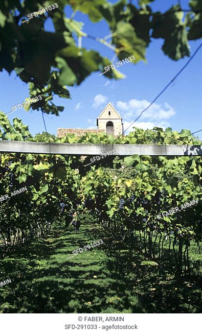 Vineyard at Schloss Englar, Eppan Appiano, S  Tyrol, Italy