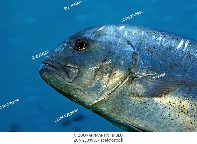 Dickkopf-Makrele, Caranx ignobilis, Ari Atoll, Malediven, Indischer Ozean, Giant Trevally, Ari Atoll, Maldives, Indian Ocean