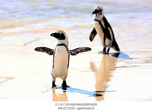 Jackass Penguins, African or Black-footed Penguins (Spheniscus demersus), pair on the beach, Boulder, Simon's Town, Western Cape, South Africa, Africa