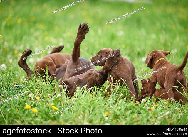 Labrador retriever and puppies on a meadow, Bavaria, Germany, Europe