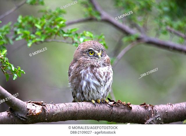 Chile, Patagonia, Magellan Region, Torres del Paine National Park, Austral Pygmy Owl (Glaucidium nanum) , perched
