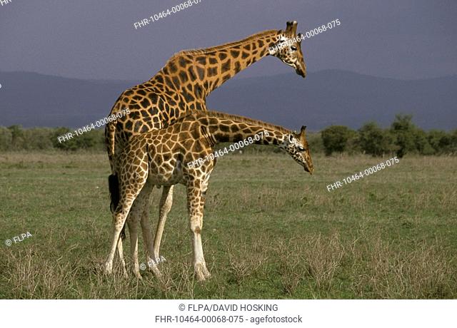 Rothschild's Giraffe Giraffa camelopardalis rothschildi Necking - Lake Nakuru, Kenya