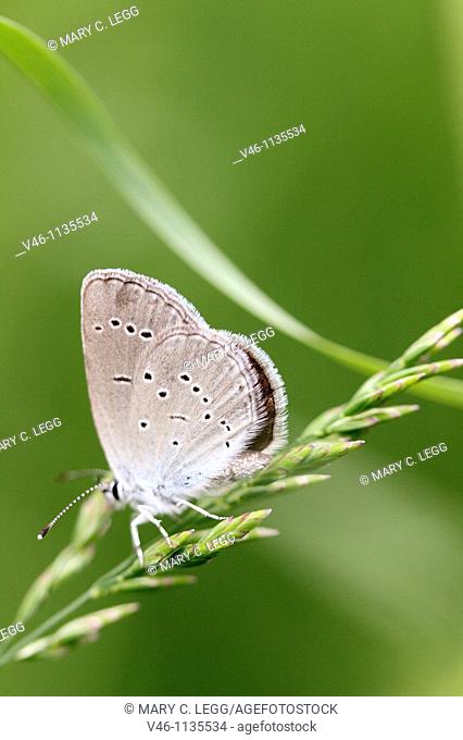Small Blue, cupido minimus on a thin grass tuft  Underwings visible  Milovice, Czech Republic  Principle food plant is sainfroin  Fluttery flier that hops...