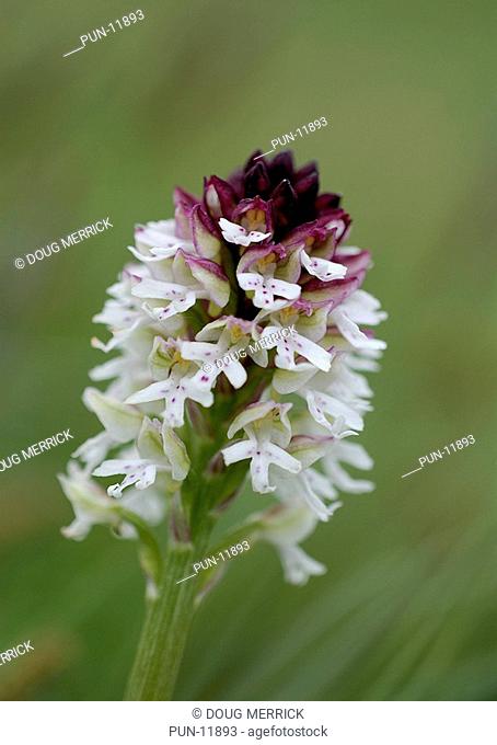 Close-up of a burnt orchid Orchis ustulata