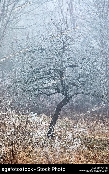Winter tree with frosty branches in fog