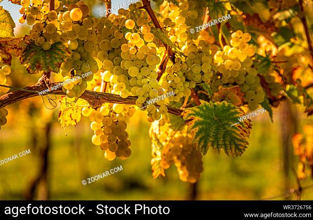 Crops of white grapes with green leaves on the vine. fresh fruits. Harvest time early Autumn. Vineyard concept