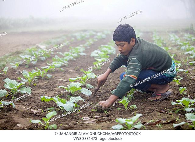 Bangladesh - November 25, 2014: An young boy in winter morning while working in her family cauliflower vegetable garden in Ranisankail, Thakurgaon, Rangpur