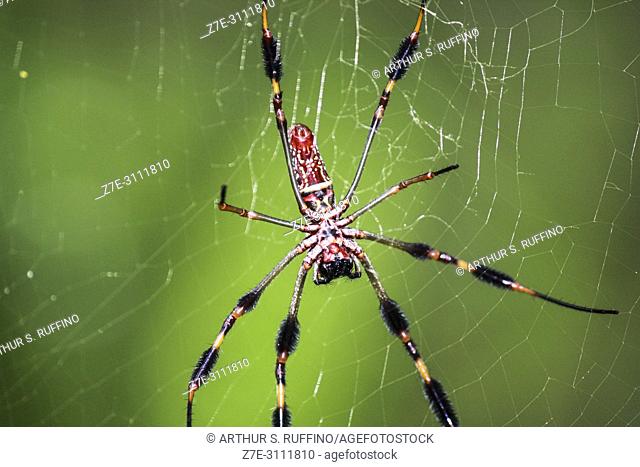 Golden silk orb-weaver spider (Nephila clavipes). Macro. Florida, U. S. A. , North America