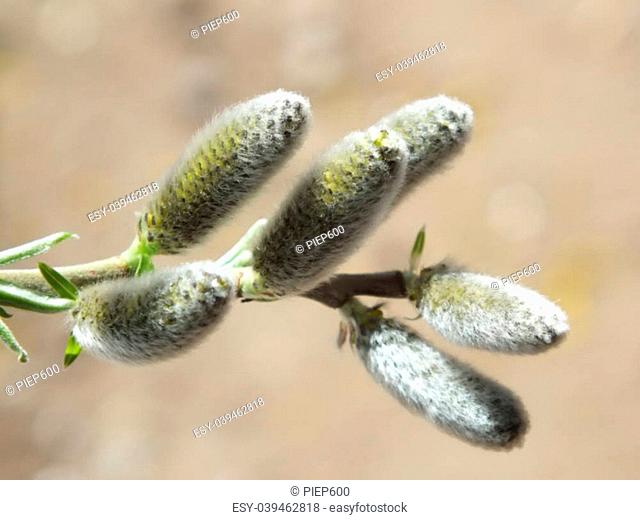 Salix spec, pussy willow catkin