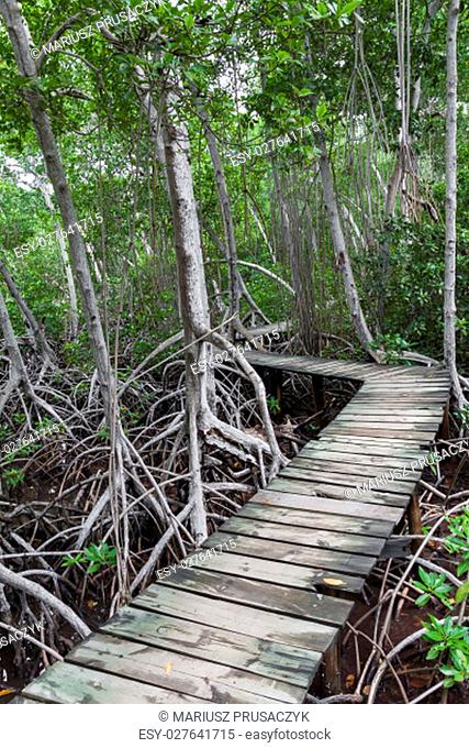 Wood footpath in tropical rain forest in Colombia