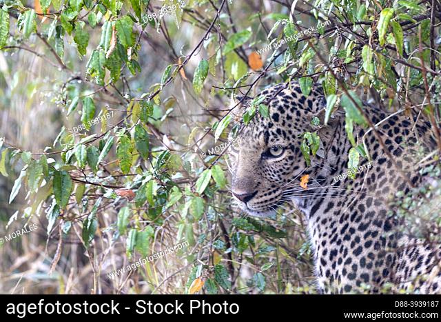 Africa, East Africa, Kenya, Masai Mara National Reserve, National Park, Leopard (Panthera pardus pardus), standing