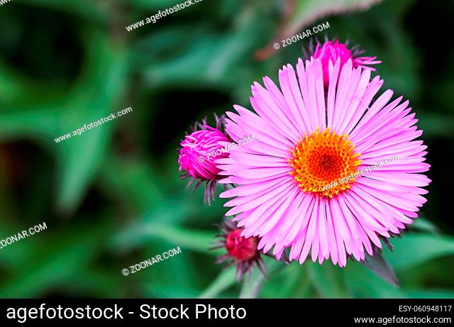 Beautiful pink flowers of autumn aster in the garden