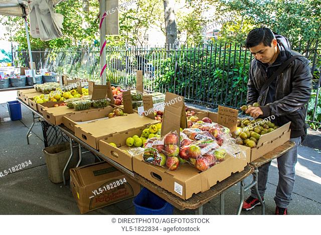 New York City, NY, USA, Male Clerk Working at Food Stalls, Fresh, Local Fruit, Farmer's Market, in Greenwich Village, 'Abingdon Square'
