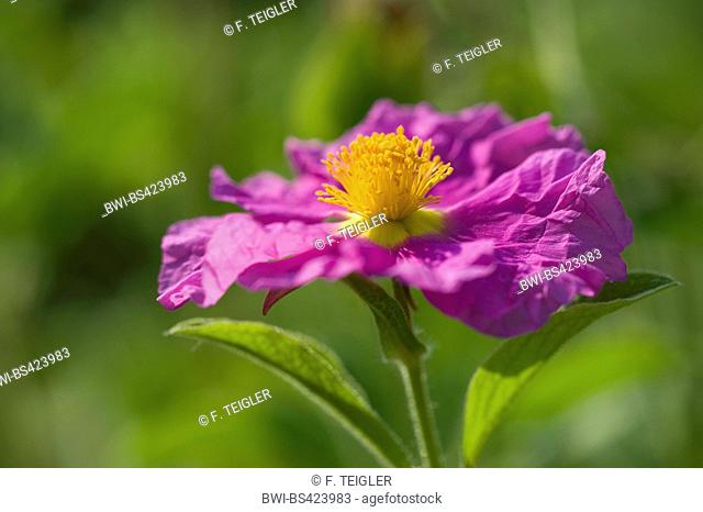 pink rock rose (Cistus villosus, Cistus incanus), flower