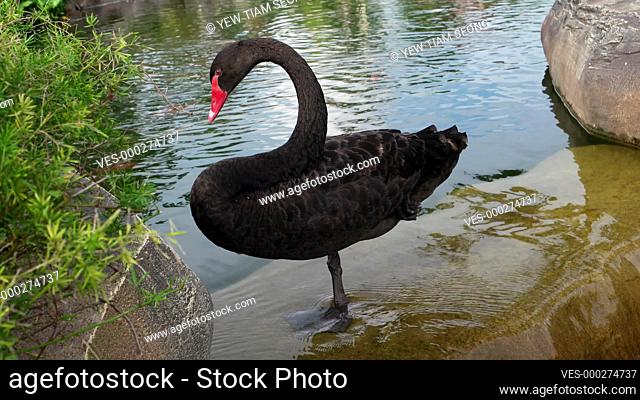 Black swan swim in the pool in garden