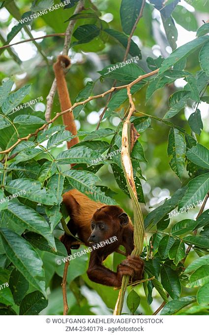 A Howler monkey (genus Alouatta monotypic in subfamily Alouattinae) hanging from tree with prehensile tail at the Maranon River in the Peruvian Amazon River...