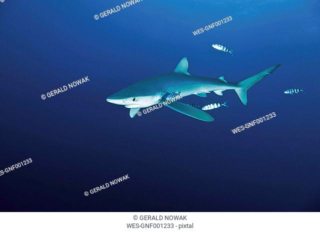 Portugal, Blue shark in Azores