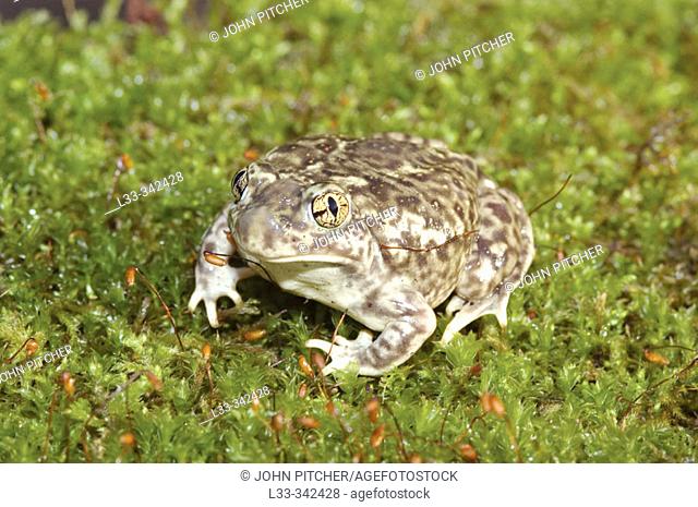 Spadefoot toad