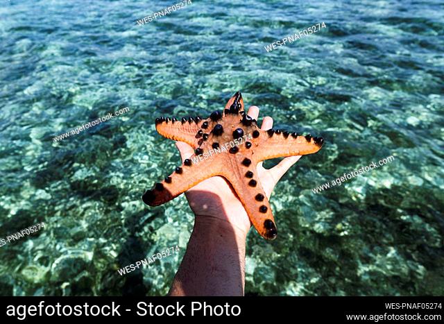 Hand of man holding starfish with sea in background