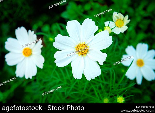 White cosmos genus plant flowers with green backrounds of leaves and grass