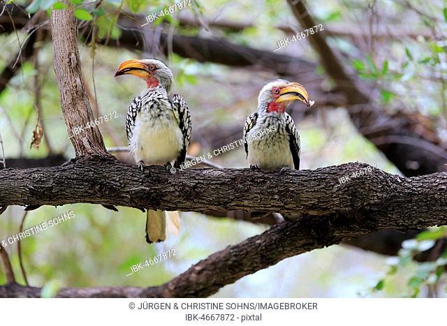 Southern Yellow-billed Hornbill (Tockus leucomelas), adult couple sits on branch with insect in beak, Kruger National Park, South Africa