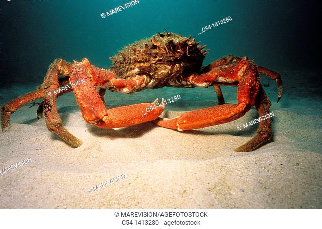 Great Spider Crab (Maja squinado), Eastern Atlantic, Galicia, Spain