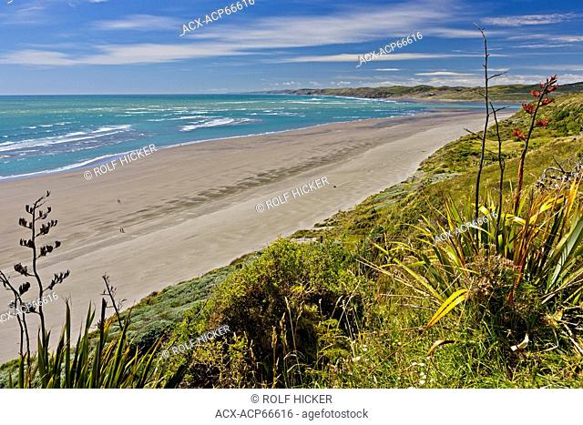 Wainui Beach from the Waimui Scenic Reserve along Ngarunui Beach Road, Raglan, West Coast, Waikato, North Island, New Zealand
