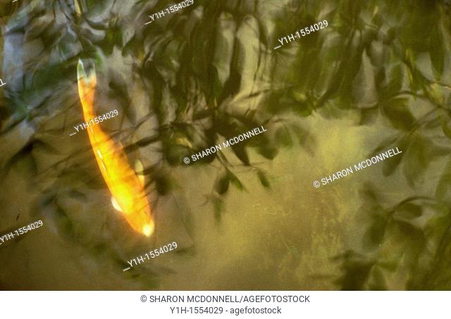 The Koi Pond: Cyprinus carpio moves among the reflected leaves eating insects and giving a peaceful living focus to a garden pond