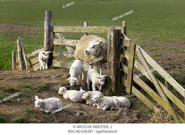 Texel Sheep with lambs in corral Texel island Netherlands